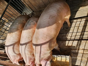 Purcei și porci mari, crescuți cu cereale - imagine 2