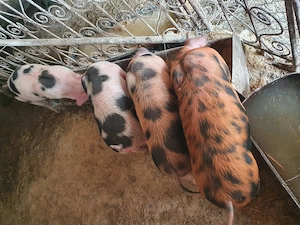 Purcei și porci mari, crescuți cu cereale