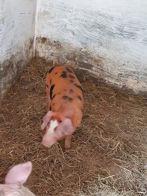 Purcei și porci mari, crescuți cu cereale - imagine 5