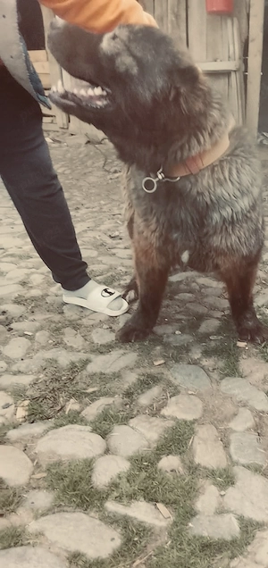 Vand femela ciobanesc