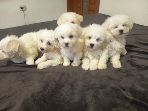 Bichoni iubitori își caută stăpâni responsabili 