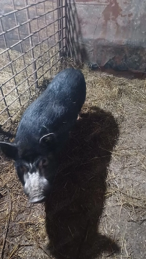 de vanzare vier viniamez rasa pura 