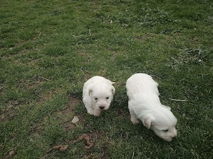 Bichoni (Fetiță & Băiețel)