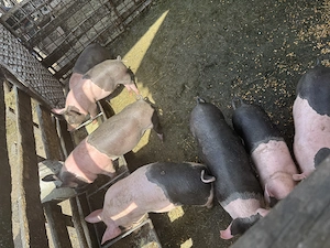 Purcei de vânzare  - imagine 3