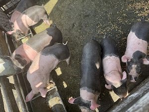 Purcei de vânzare  - imagine 2