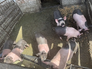 Purcei de vânzare  - imagine 4