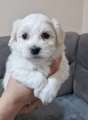 vand Bichoni Maltez - imagine 4