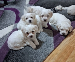 vand Bichoni Maltez - imagine 2