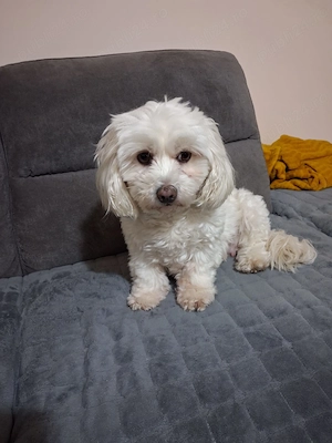 vand Bichoni Maltez - imagine 5