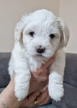 vand Bichoni Maltez - imagine 3