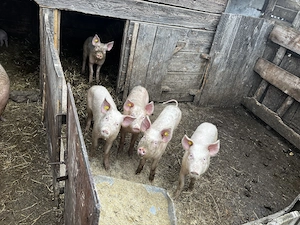 6 purcei de vânzare 800 lei bucata 30 kg