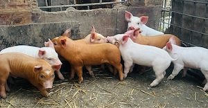 purcei crescuti la țară  - imagine 4