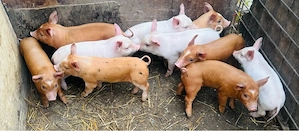 purcei crescuti la țară  - imagine 2