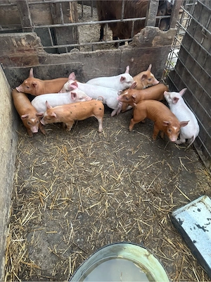 purcei crescuti la țară  - imagine 5
