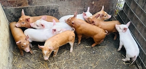 purcei crescuti la țară 