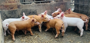 purcei crescuti la țară  - imagine 3