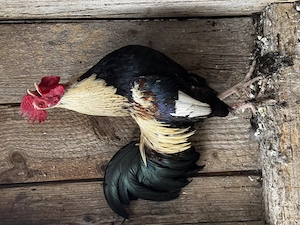 Cocoși de țară - rasa pitică  - imagine 2