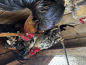 Cocoși de țară - rasa pitică 