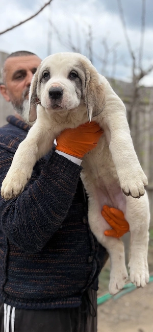 Vand Cateii de Volkodav 