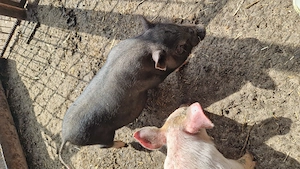 Vand purcei vietnamezi   marele alb