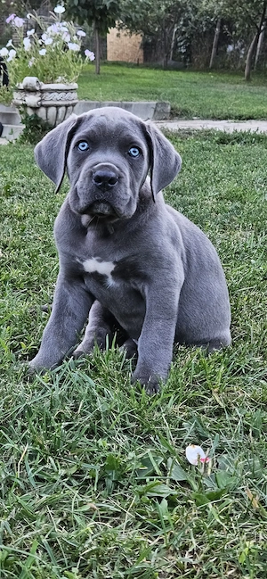 Cane corso gri și formentino  - imagine 2