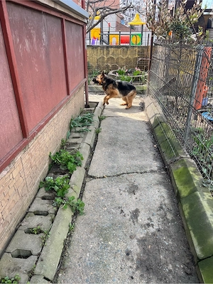 vand ciobanesc german