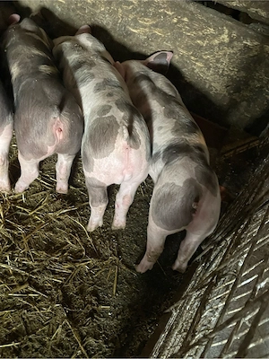 purcei.      - imagine 3