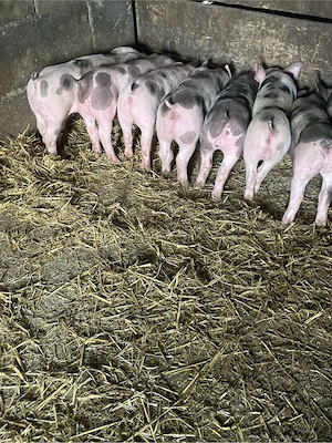 purcei.      - imagine 4