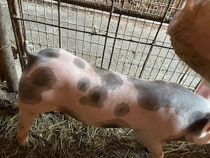 purcei.      - imagine 2