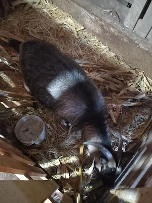 Vând capre gestante