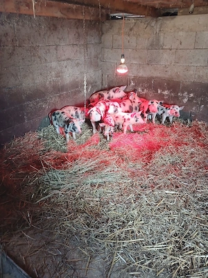 De vanzare purcei - imagine 3