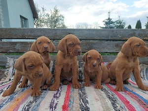 Vând 5 pui Vizsla Maghiară (masculi)