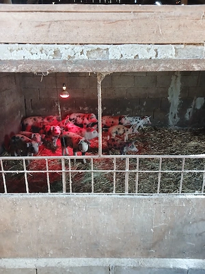 De vanzare purcei - imagine 2