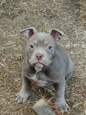 American Bully   femelă - imagine 4