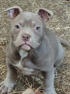 American Bully   femelă - imagine 2