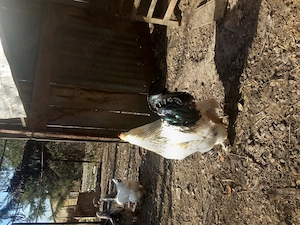 Vând pui brahmA - imagine 2