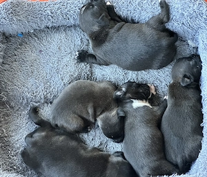 Staffordshire Bull Terrier  - imagine 2