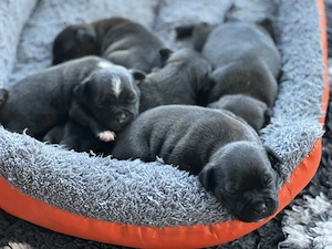 Staffordshire Bull Terrier  - imagine 6