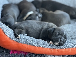 Staffordshire Bull Terrier  - imagine 3