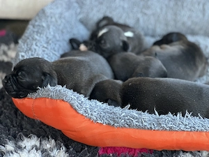 Staffordshire Bull Terrier  - imagine 4