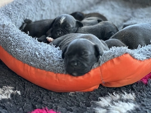 Staffordshire Bull Terrier  - imagine 5