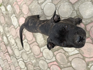 Pui femela Cane Corso 10 saptamani - imagine 3