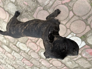 Pui femela Cane Corso 10 saptamani - imagine 2