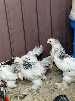 vand pui Brahma si Motate olandeze