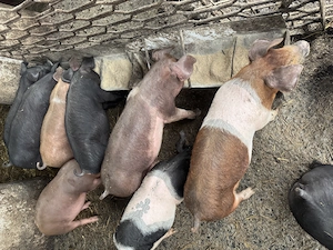 Vând purcei Hungahib 39 Duroc