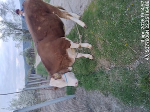 vand juninca baltata romaneasca - imagine 2