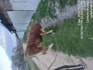 vand juninca baltata romaneasca