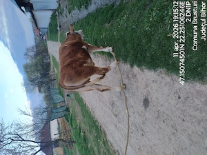 vand juninca baltata romaneasca - imagine 3