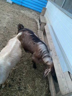 Tap metis anglo nubian