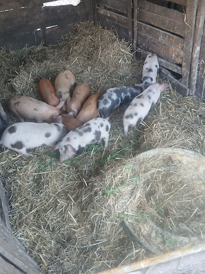 De Vânzare 11 bucăți 9 săptămânii castrați vacinați mânca orice bobe făină etc - imagine 3